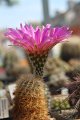 Echinocereus reichenbachii1